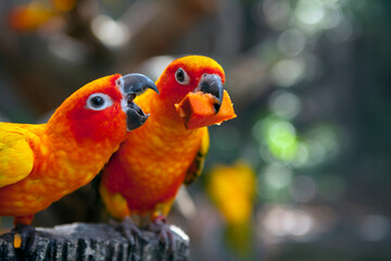 Lovebird is the common name for the genus Agapornis,
