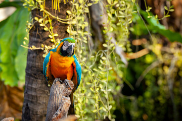 The blue-and-yellow macaw (Ara ararauna), also known as the blue-and-gold macaw.
