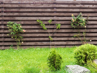 Roses tied to a wooden fence so they don't break