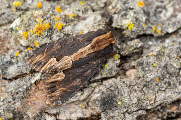 Birds Wing moth on bark