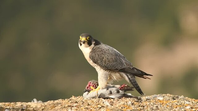 Halcon peregrino con una presa sobre la roca