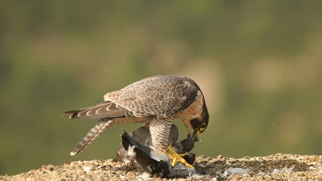 Halcon peregrino con una presa sobre la roca