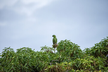 Mealy Amazon parrot of Panama sitting on treetop - 476020539
