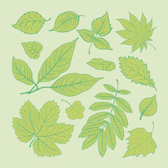 Set of different green tree leaves