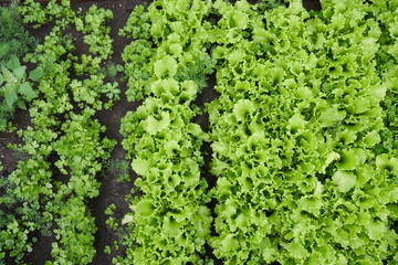 Top view. Growing green leaf lettuce in a garden bed. Green lettuce leaves on the garden beds. Background for gardening with green salad plants in the open ground. High quality photo