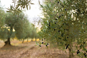 rows of olive trees in an olive grove