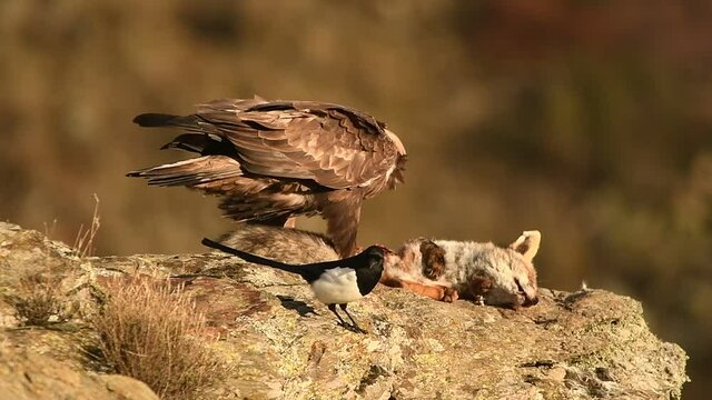 Aguila real se alimenta de un zorro