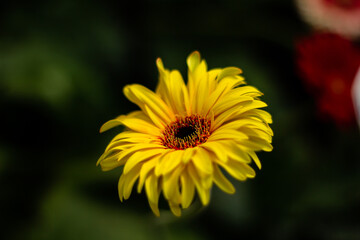 yellow chrysanthemum flowers
