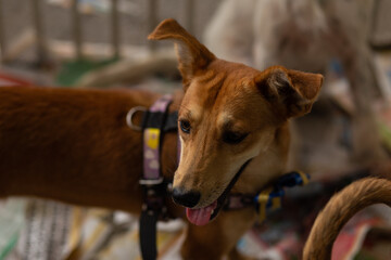 Um cachorro caramelo, disponível para adoção, dentro de um cercado em uma feira de animais resgatados.