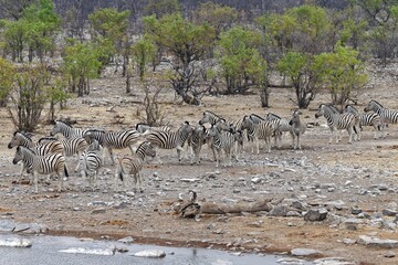 Zebras in Halali