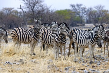 Fototapeta na wymiar Zebras in Goas
