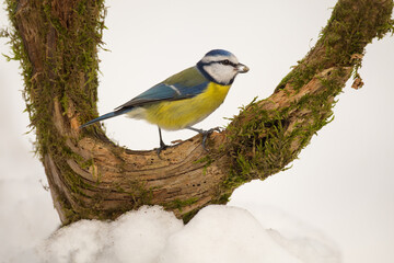 Blue Tit (Parus caeruleus) with sunflower seed in its beak.