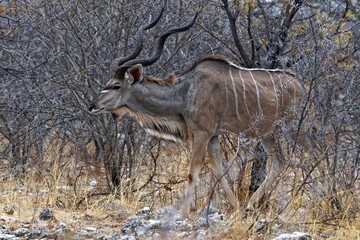 Kudu Bock