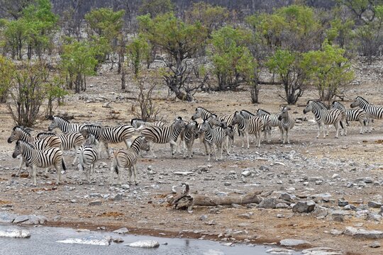 Zebras in Halali