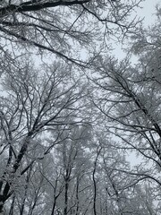 winter snow park day snowdrop new year christmas trees park walk