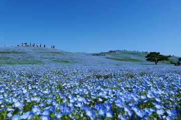 見晴らしの丘のネモフィラ畑。ひたちなか、茨城、日本。4月下旬。