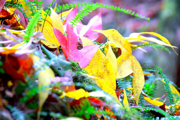 three color maple leaves