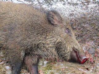 Wildschwein Kollision 2