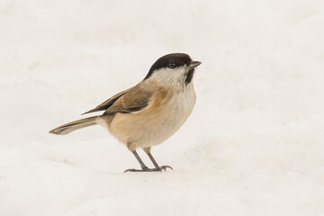 Marsh tit (Poecile palustris) on the snow.