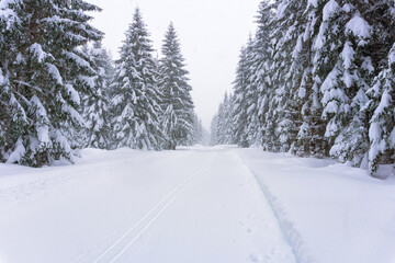 Winter forest landscape with falling snow, no people. Winter in the mountains. Tyrol, Alps, Austria, Europe.