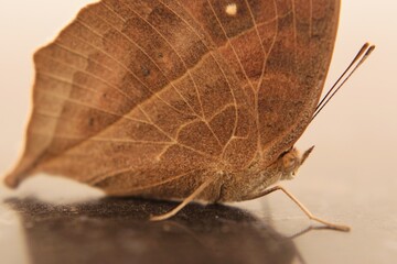 A butterfly on the floor with zoom in the face