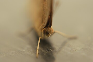 A butterfly on the floor with zoom in the face