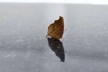 A butterfly on the floor