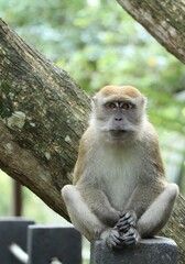 monkey sitting on concrete pole