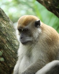 portrait of a macaque
