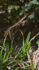 grass and water