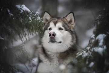 Close-up portrait of a powerful Alaskan Malamute dog among snow-covered spruce branches against the background of a frosty winter coniferous forest. Looking up