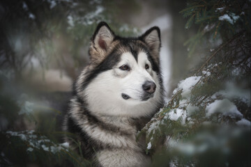 Close-up portrait of a powerful Alaskan Malamute dog among snow-covered spruce branches against the background of a frosty winter coniferous forest. Looking away