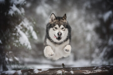 Powerful alaskan malamute dog jumping over a large fallen tree against the backdrop of a frosty winter coniferous forest. Paws in the air. The mouth is open. Crazy dog

