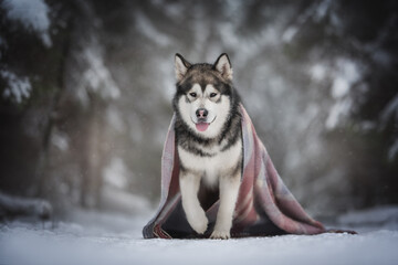 A powerful Alaskan Malamute dog wrapped in a soft pink and blue blanket walking along a snowy road among a frosty winter coniferous forest. Looking into the camera. The mouth is open.