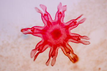 Hydra is a genus of small, fresh-water animals of the phylum Cnidaria and class Hydrozoa under the...