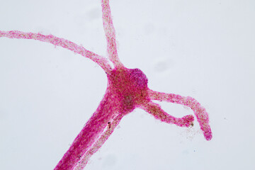 Hydra is a genus of small, fresh-water animals of the phylum Cnidaria and class Hydrozoa under the...
