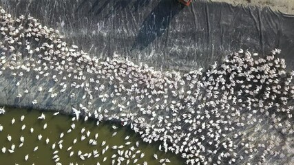 Pelicans colony during a feeding in a large water reservoir, to alienate them from commercial fish pools.