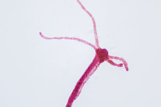 Hydra is a genus of small, fresh-water animals of the phylum Cnidaria and class Hydrozoa under the microscope for education.''