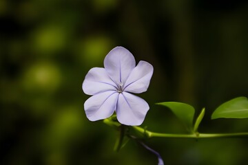 Flower III