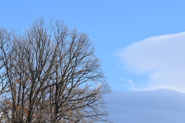 冬山と大樹と青空