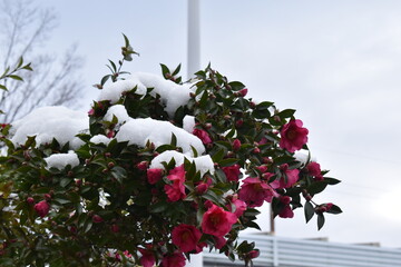 雪景色と椿