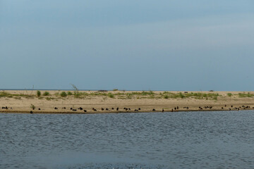 A flock of birds sitting at the coastal line of a sandy beach by the Baltic Sea on Sobieszewo island, Poland. The sea is gently waving. A bit of overcast. Solitude and serenity