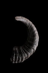 Big and curved ram horn isolated on a black background. Satanic, occult symbol. ..