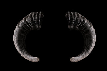 Ram horns isolated on black. Satanic, occult symbol.