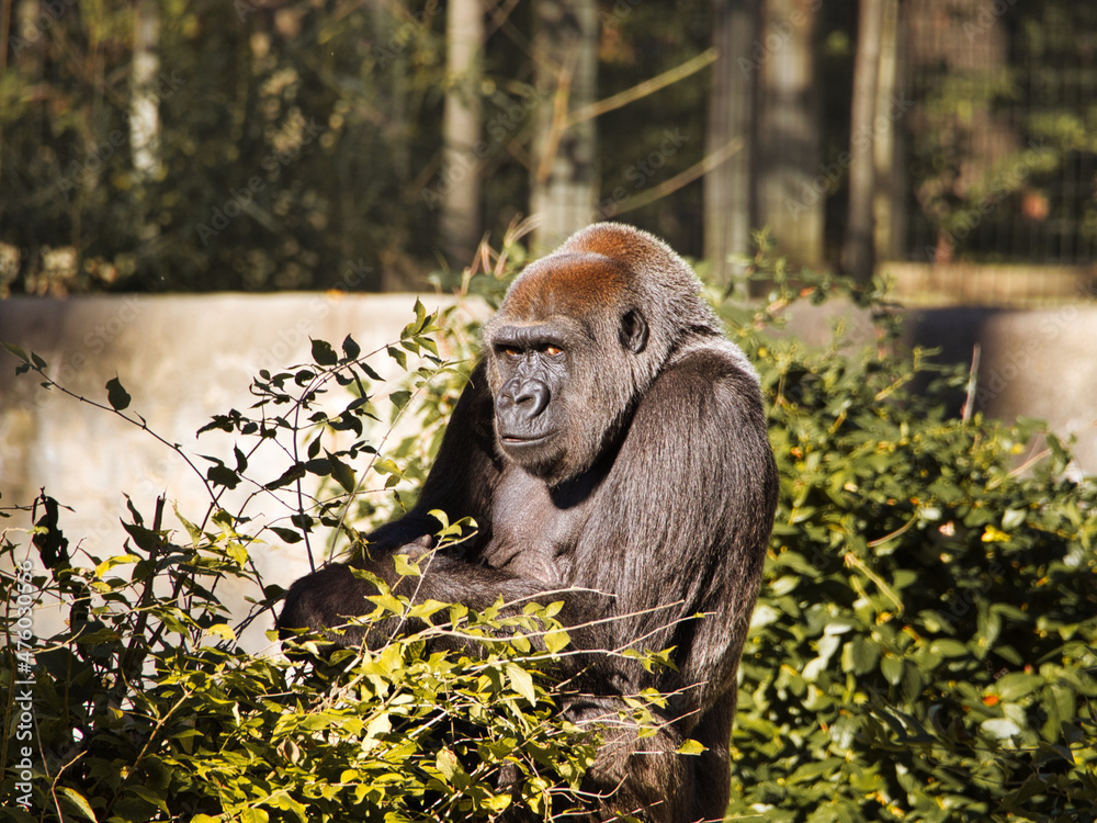 Wall mural scenic shot of an adorable gorilla at kansas city zoo, united states