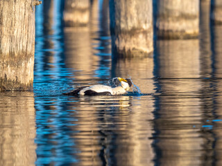 A male eider duck on the shores of the upper Zurich Lake (Obersee) along the iconic Holzsteg (Holzbrücke) between Hurden (Schwyz) and Rapperswil (St. Gallen), Switzerland