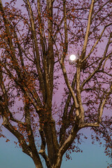 full moon above the trees, one morning in Provence