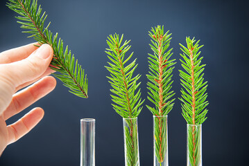 Human restoration of forests. Christmas trees in a test tube.  The concept of ecology and...