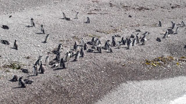 An HD of a penguin group on the beach sand