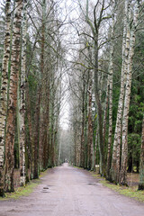 Photos of the park alley in the spring after the rain
